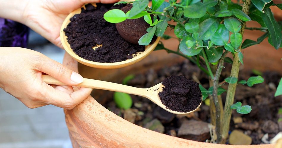 Coffee grounds are a natural fertilizer – here’s how to use it to make your plants grow faster