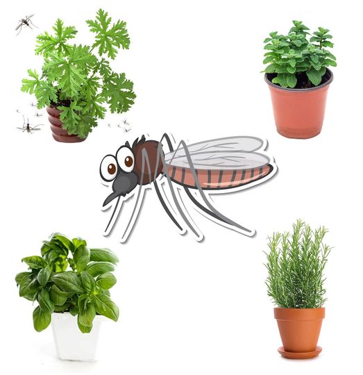 5 plants that keep spiders, ants, flies and mosquitoes away from our homes