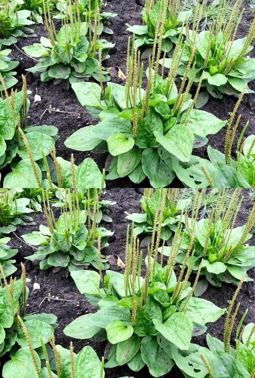 Plantago lanceolata: health benefits and how to use this plant to achieve its benefits