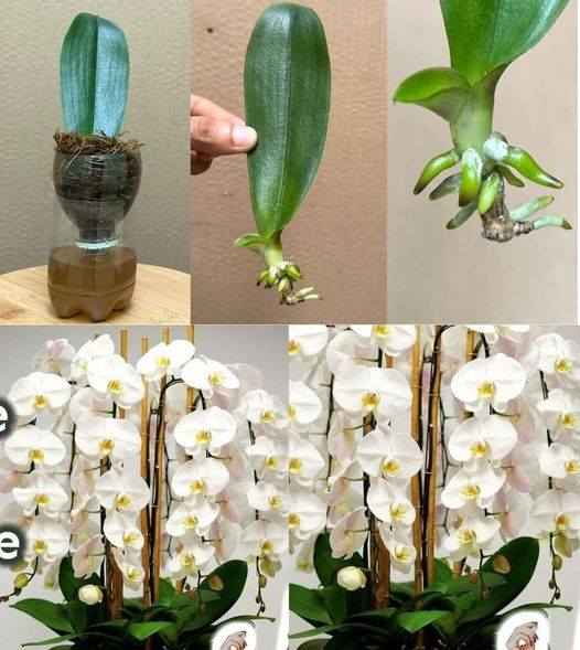 How to save a wilted or damaged orchid