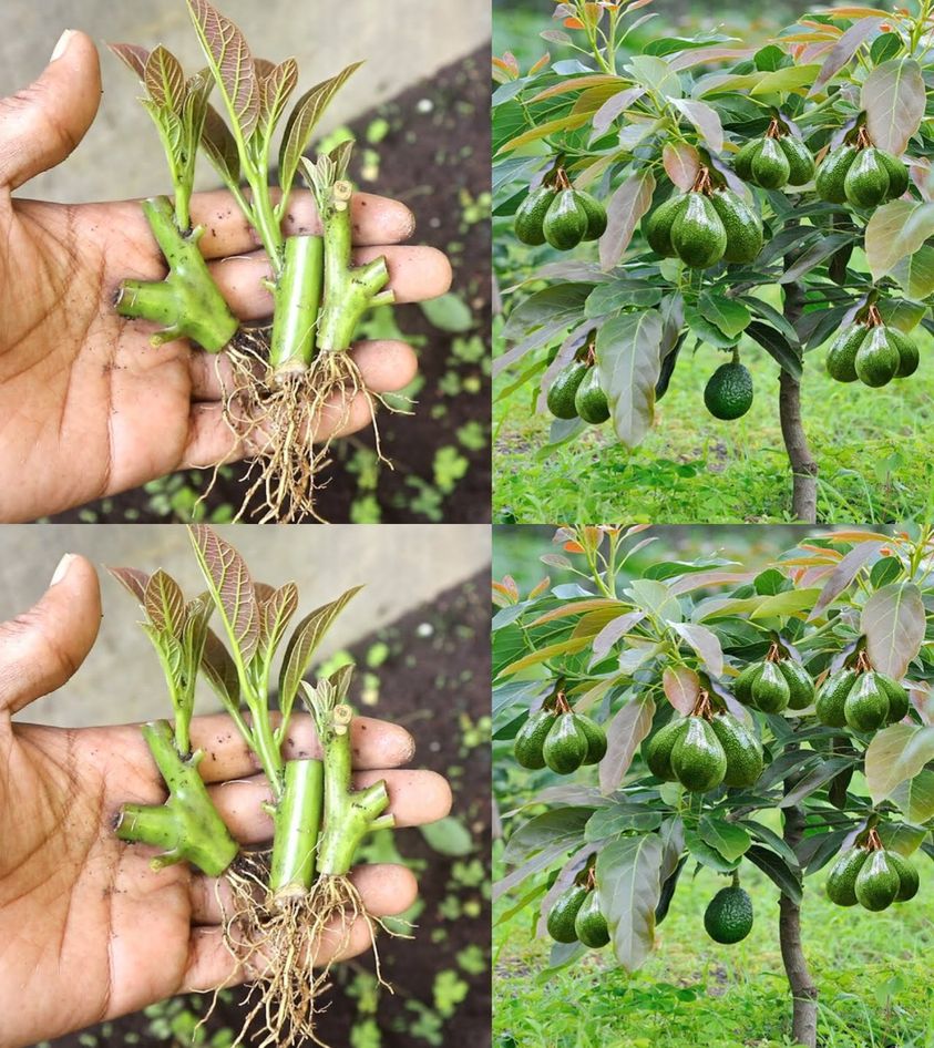 Learn how to grow avocados in pots so you don’t have to buy them anymore