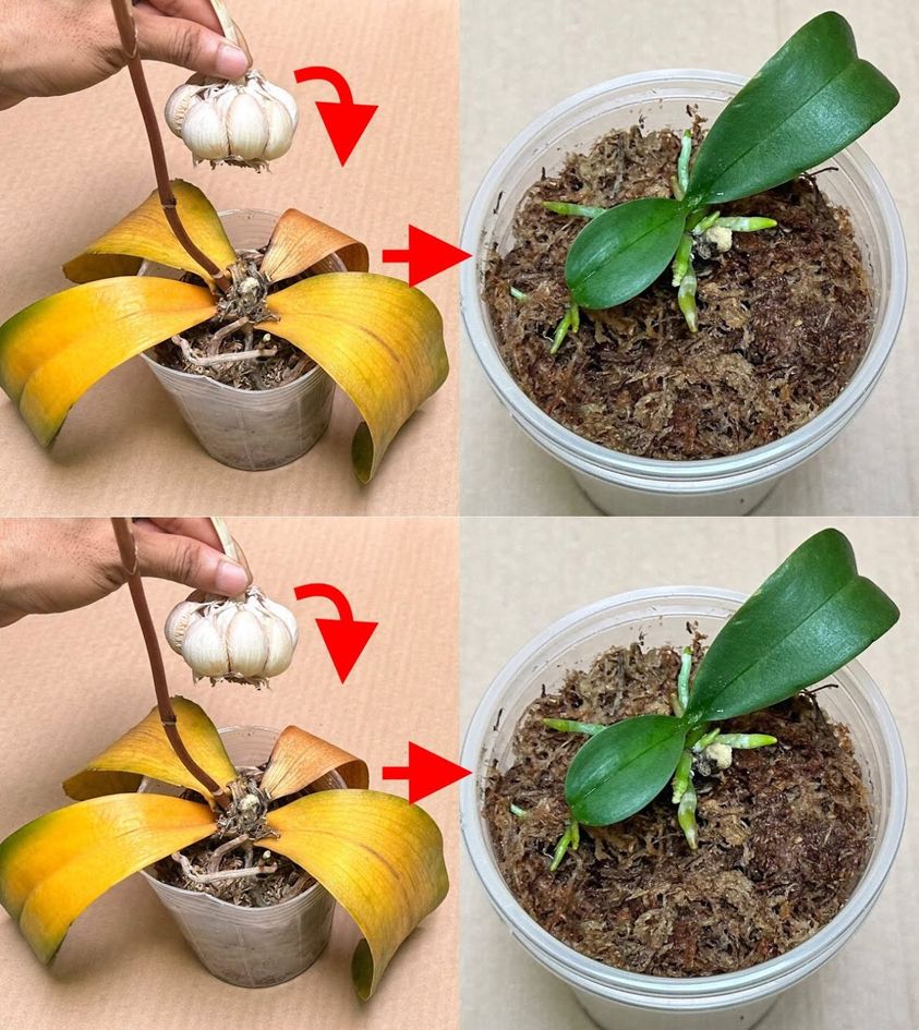 How to bring a faded or wilted orchid back to life?