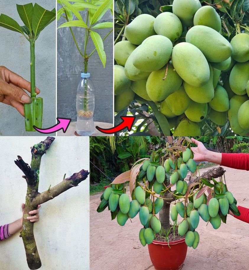 Growing Mango at home is very simple: discover the quick method with us!