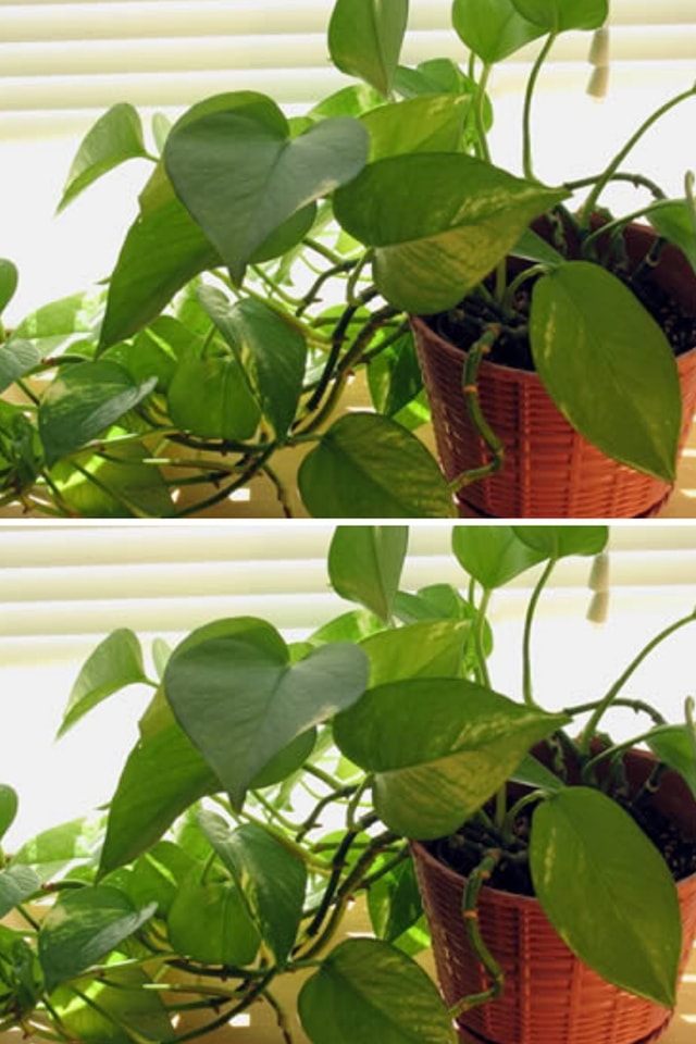 The plant that purifies the air at home and relieves headaches