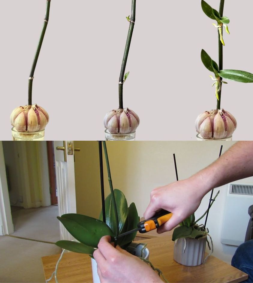 How to save an orchid after returning from vacation? Here’s how to restart your wilted plant!