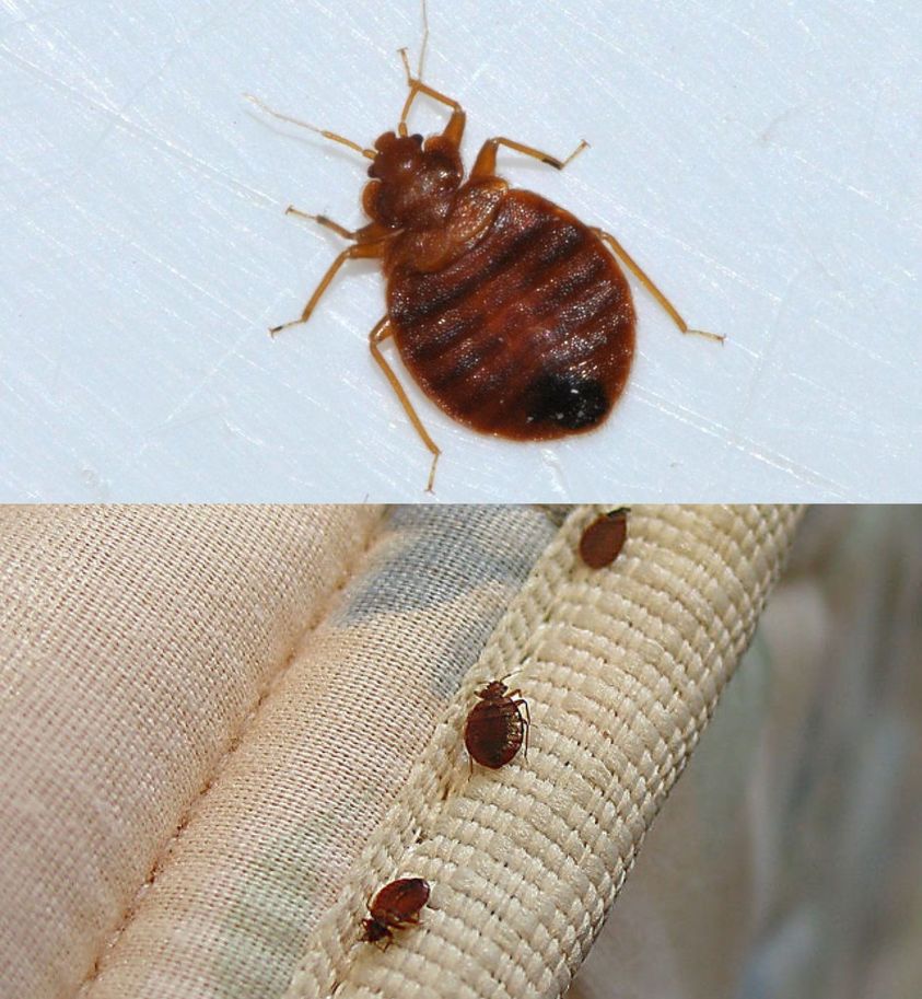 A few drops are enough to eliminate bedbugs from windows and balconies in 3 minutes