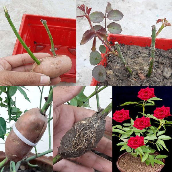 Reproduce the roses in a simple way and with astonishing results!