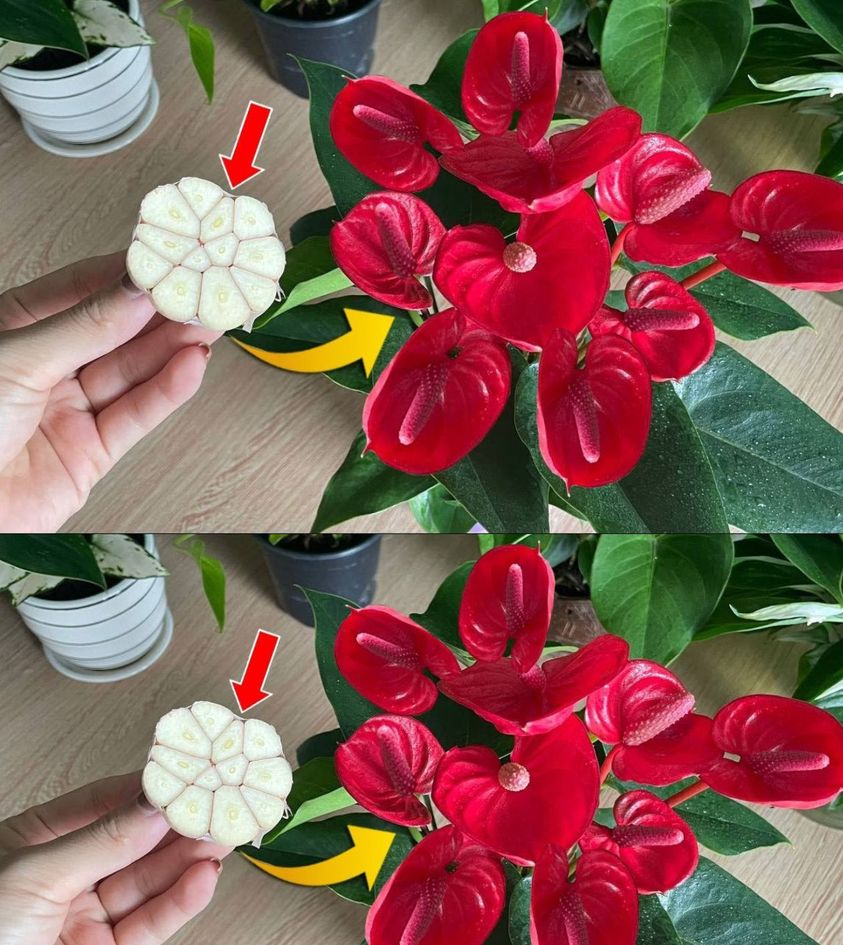 4 tips for your red anthurium to easily fill with flowers