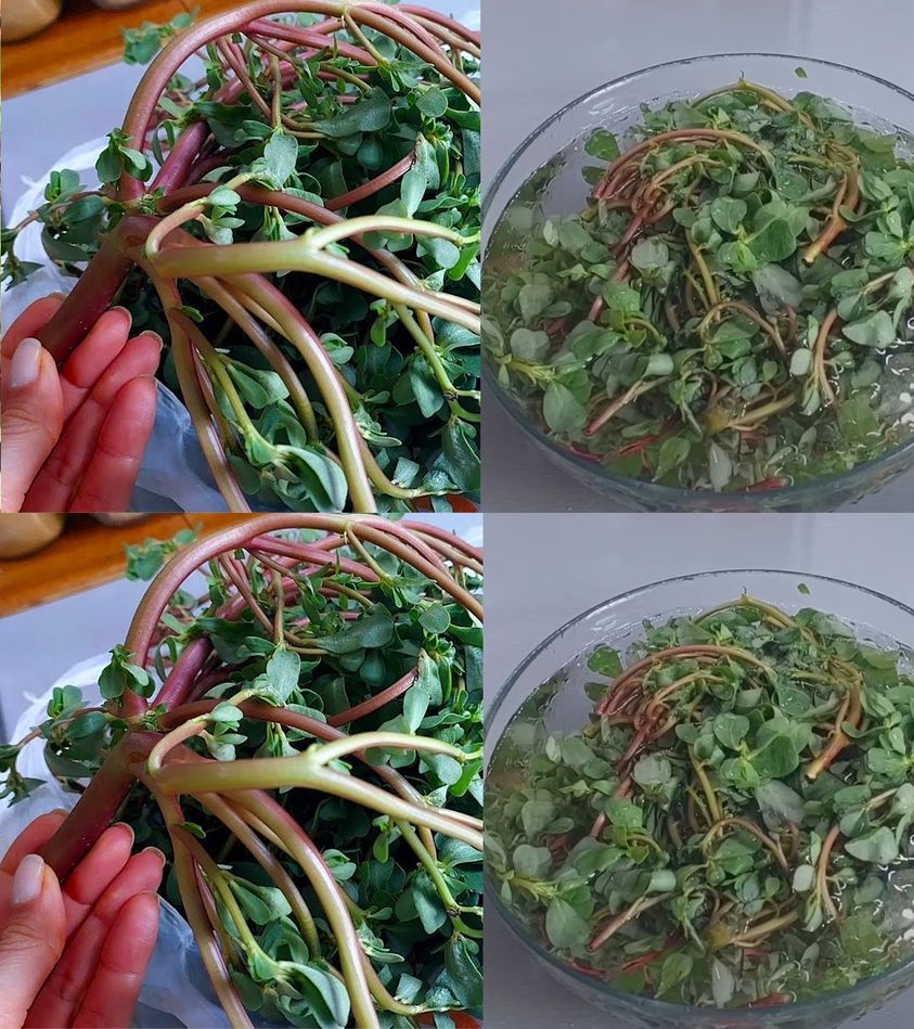 The wonderful properties of purslane, how to harvest it and where to find it