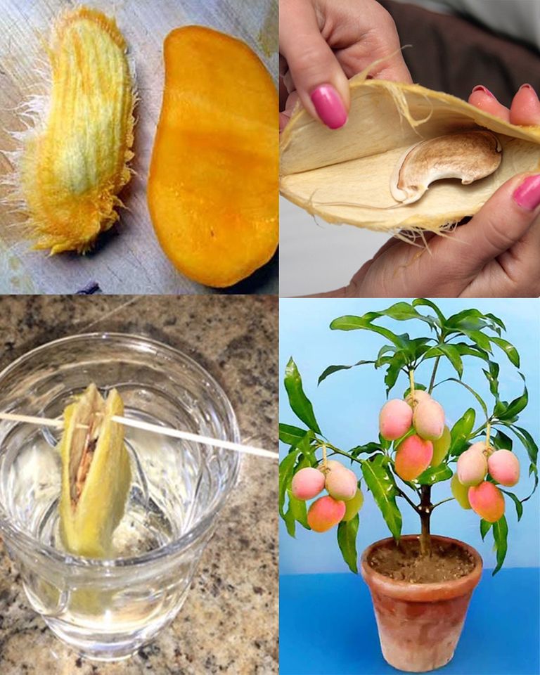 How to Plant a Mango Seed and Grow It Successfully in a Pot