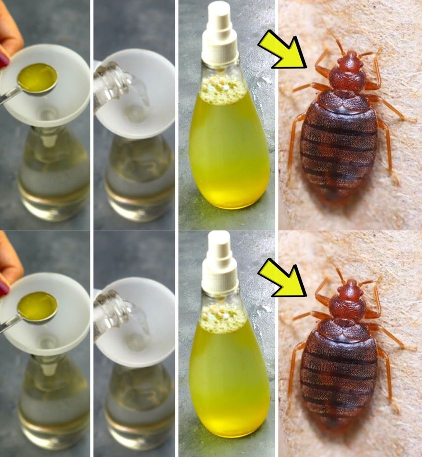 The housewife’s tip for permanently eliminating bedbugs from the house