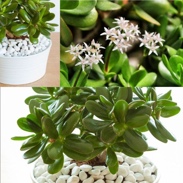 The trick to making a jade tree bloom: it will perfume the whole house