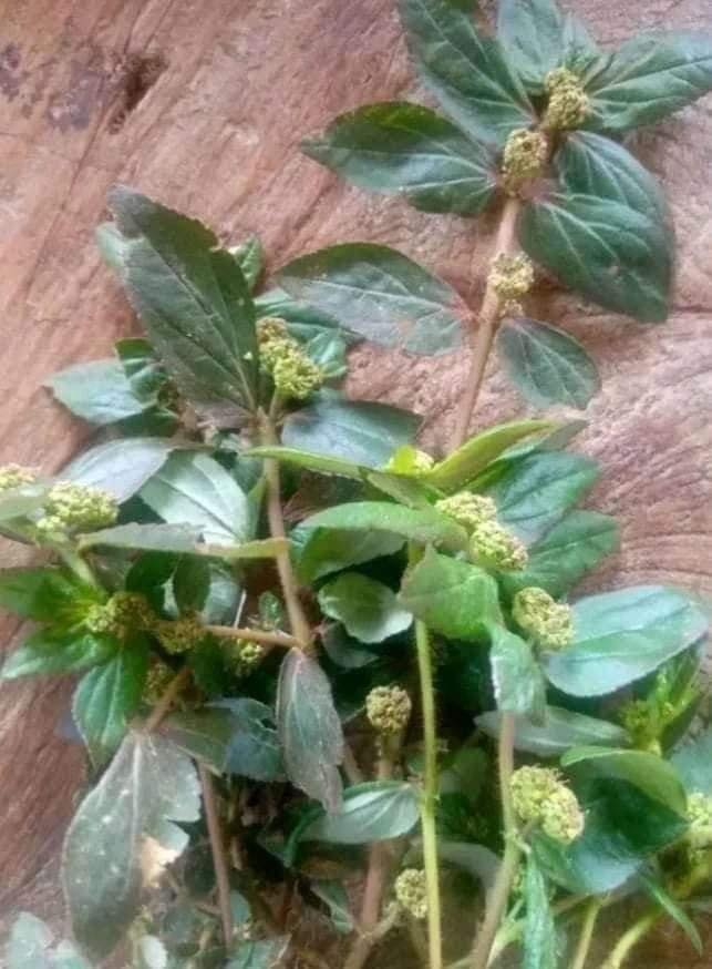 The Plant You See in the Picture Is One of the Most Miraculous Plants