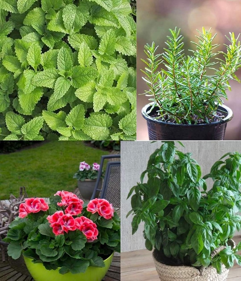 7 Plants You Must Have at Home