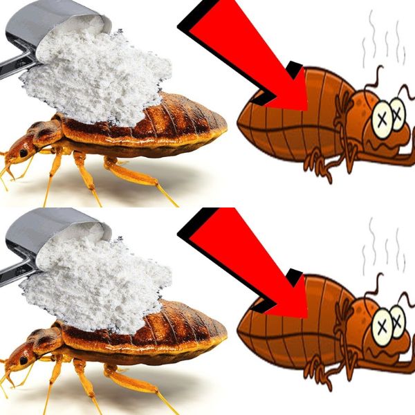 Goodbye to bedbugs in the garden, other than chemical insecticides: they float immediately