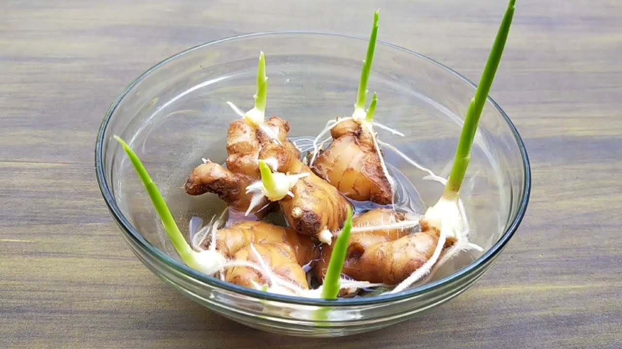 HOW TO GROW GINGER, GARLIC AND LEMONGRASS AT HOME: HERE IS THE FARMERS’ METHOD