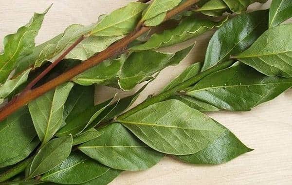 How to Perfume Your Home and Ward Off Negative Energies with Bay Leaves Credit