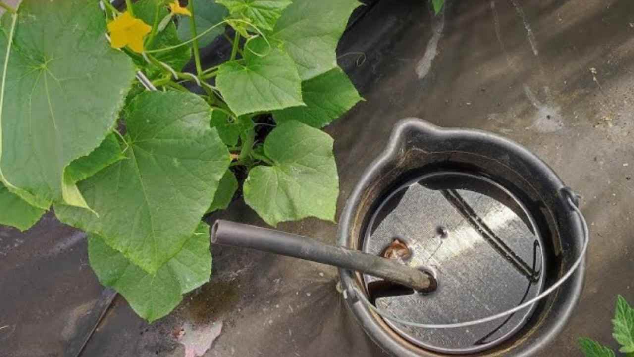 THIS MIXTURE KEEPS TOMATOES, PEPPERS, EGGPLANTS AND ONIONS ALIVE FOR YEARS