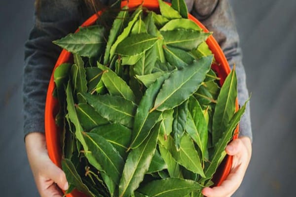 Bay Leaves: Here’s Why You Should Always Have Them At Home