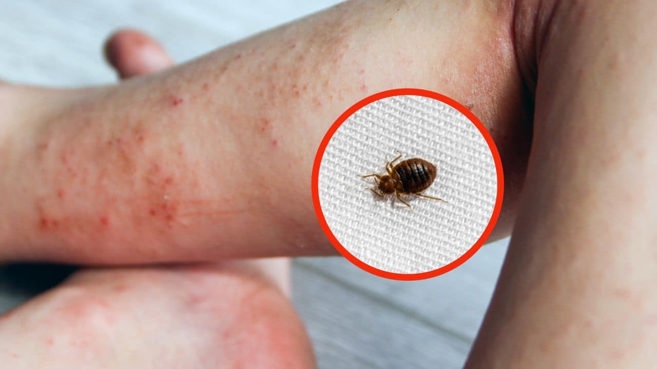IF YOU FIND THIS SIGN, THEN YOUR BED IS FULL OF BEDBUGS: CHECK QUICKLY