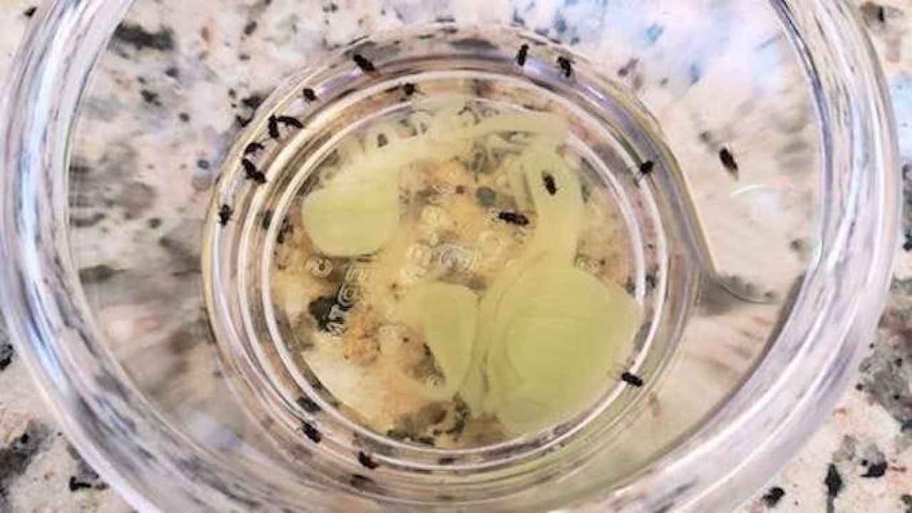 INVASION OF MIDGES IN YOUR HOME, WITH THESE 2 INGREDIENTS YOU CAN GET RID OF THEM INSTANTLY