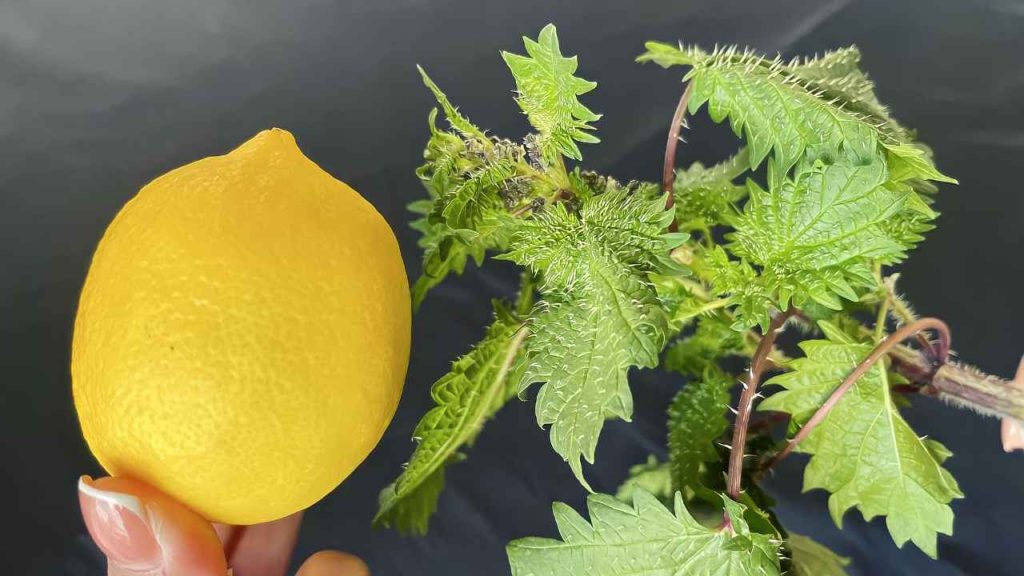 Lemon and nettle, the perfect combination: unexpected results are obtained