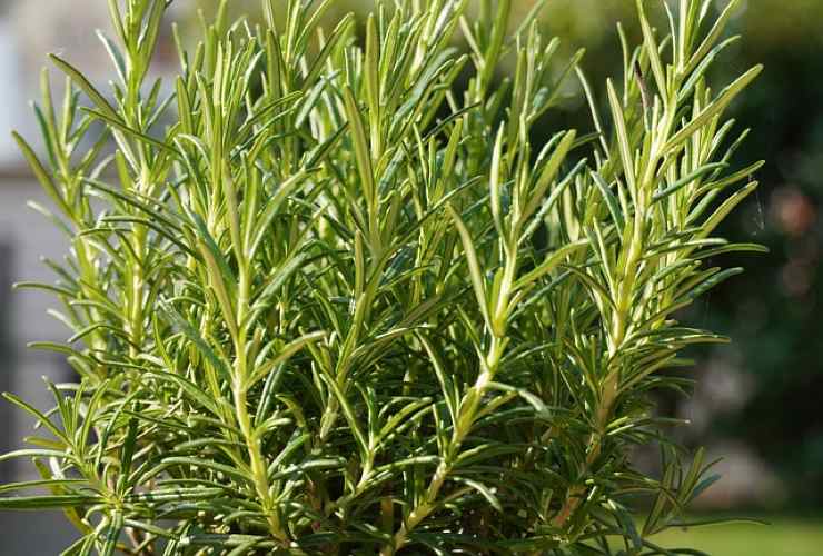 WHY DO ROSEMARY LEAVES CURL DOWNWARDS AND FALL OFF? THE REASON