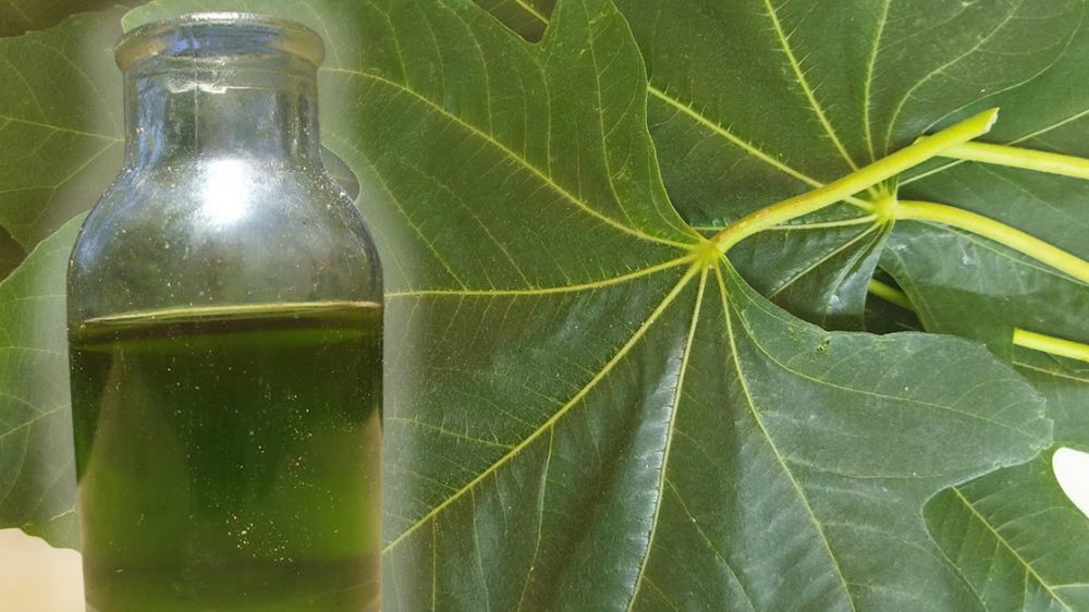 Fig leaf oil: the ancient healing recipe of our grandparents