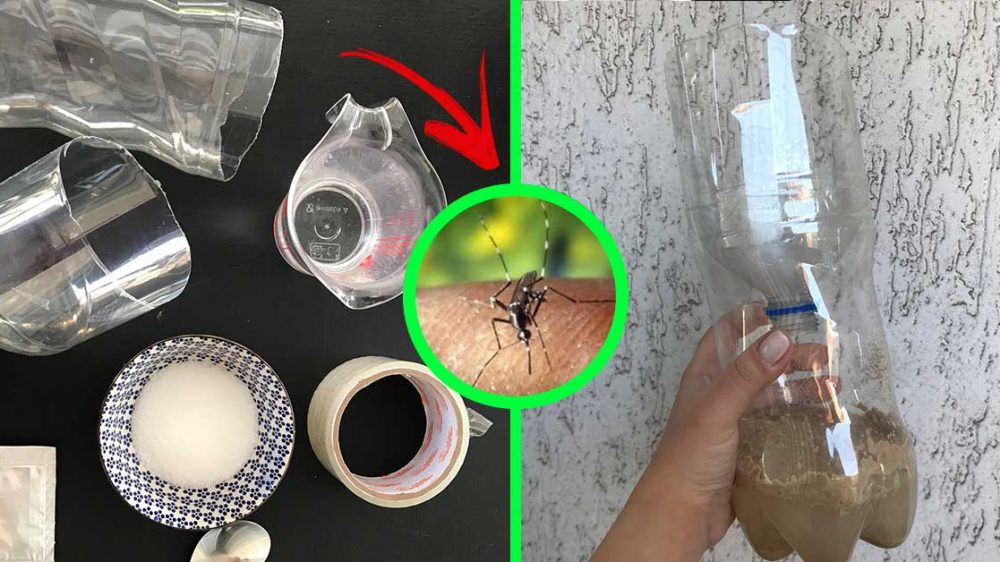 Here’s how to make a “mosquito trap” with just one bottle