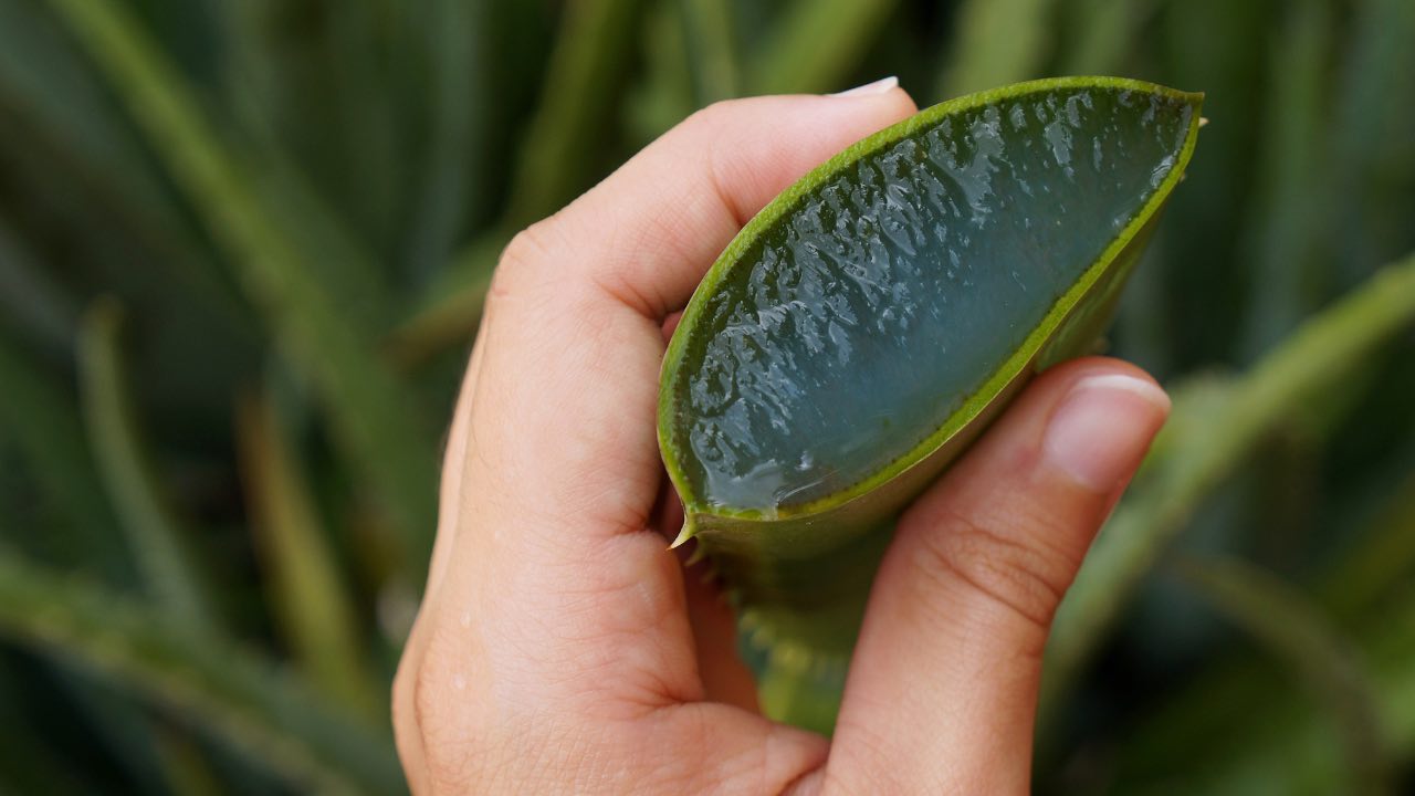 HOW TO RECOVER A DYING ALOE VERA, ONLY IN THIS WAY CAN YOU REINVIGORATE IT