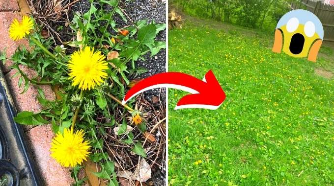 Dandelions: The Powerful (And Natural) Tip To Get Rid Of Them.