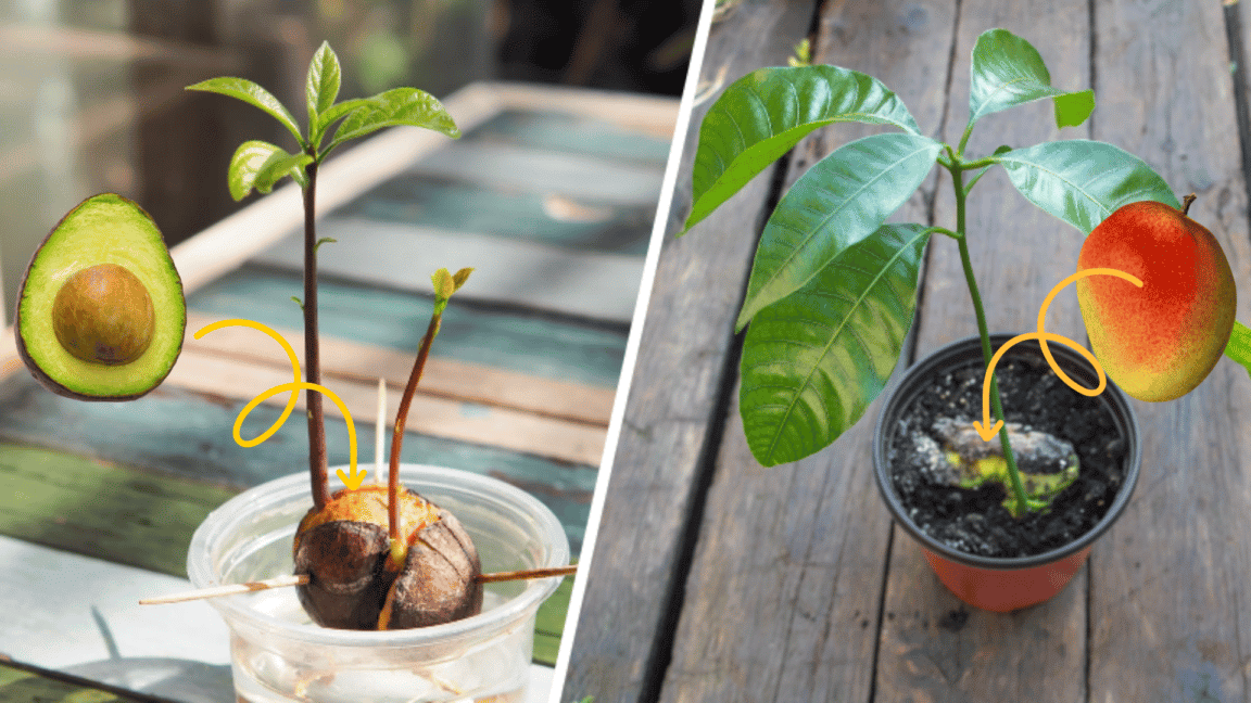 10 plants to grow from pits or seeds