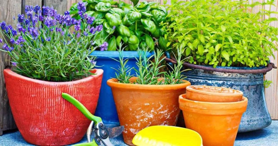 Anti-mosquito plants: natural solutions to ward off small intruders