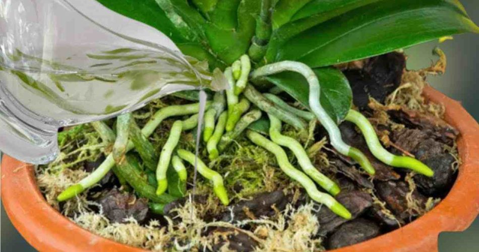 A substance that makes orchid roots and flowers bloom all year round: very lush