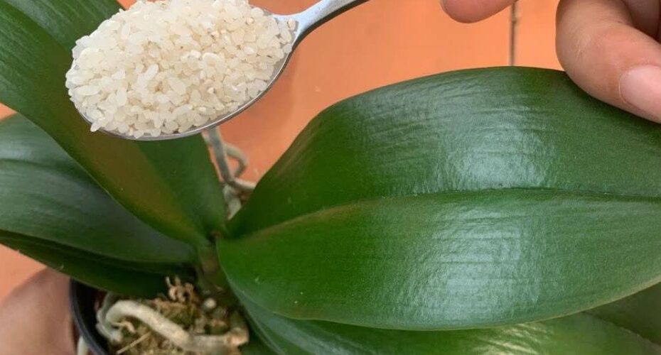 If you feed your orchid this way, it will bloom for four seasons: I have never experienced anything like it
