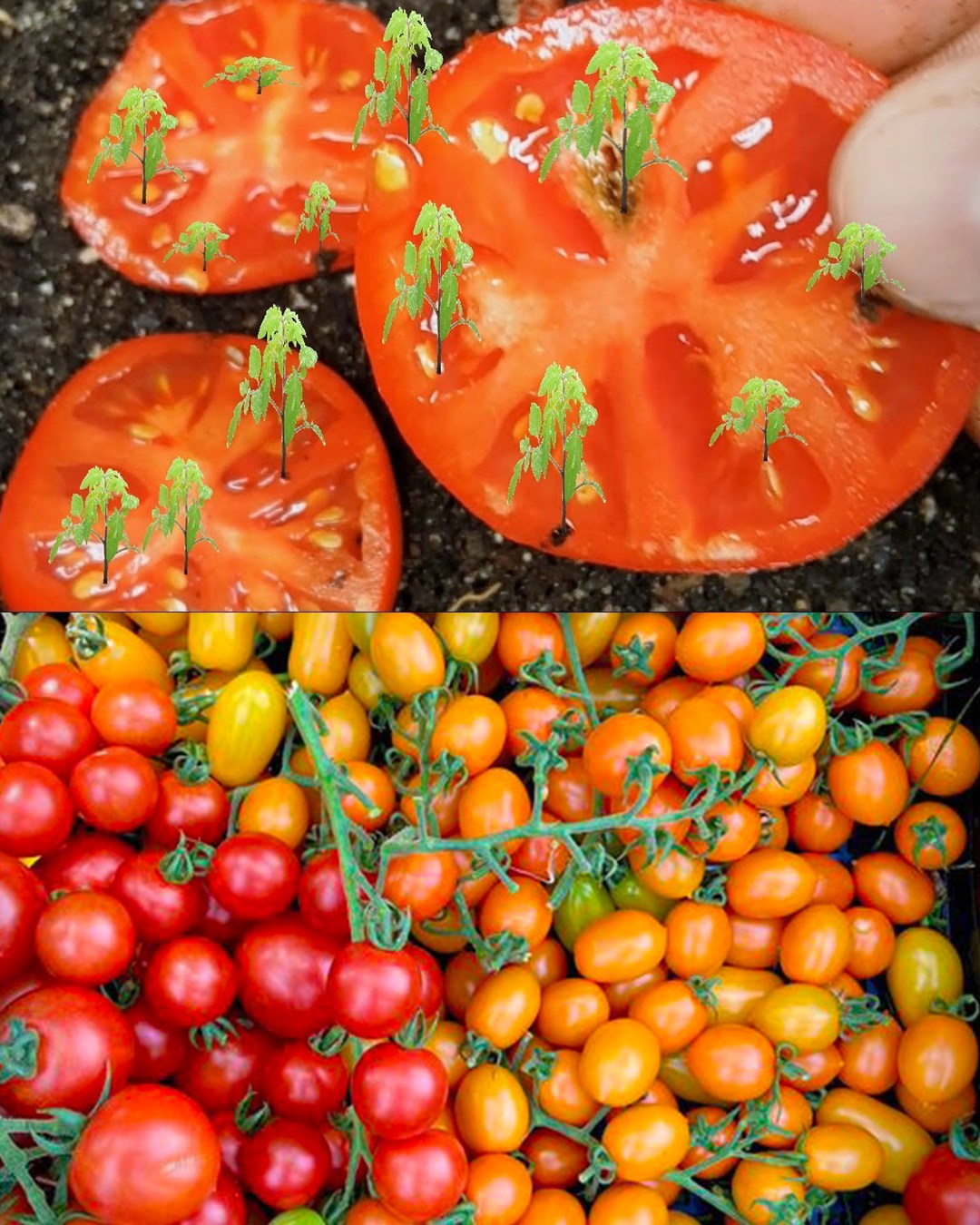 A Comprehensive Guide to Growing Tomatoes from Seeds