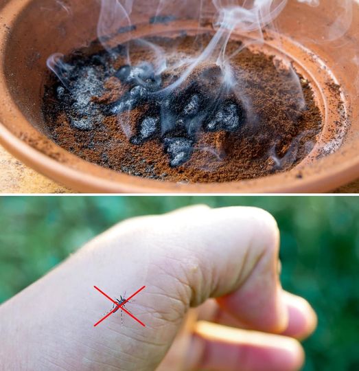The trick to get rid of mosquitoes this summer