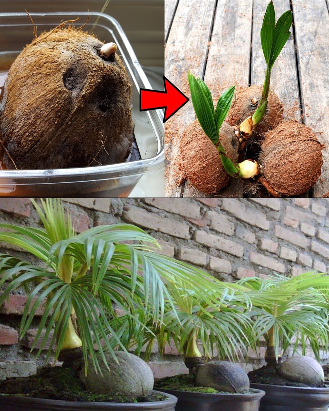 How to Grow a Cherry Potted Tree from Seed