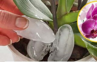 How to water orchids without rotting the roots: Keep orchids full-flowered