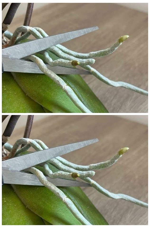 Here are the reasons why your orchid is dying!