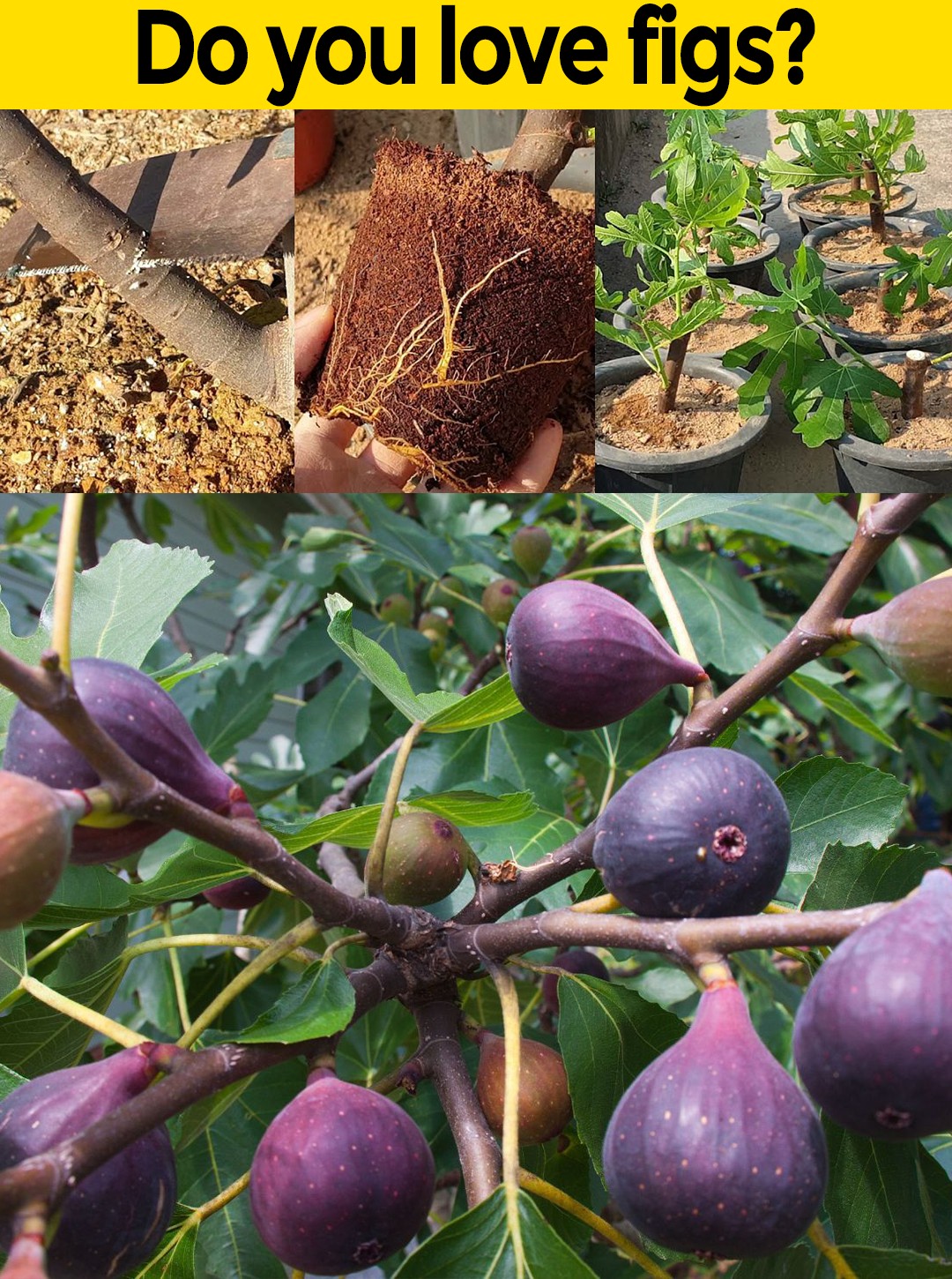 How to Grow a Fig Tree from a Cutting: A Beginner’s Guide