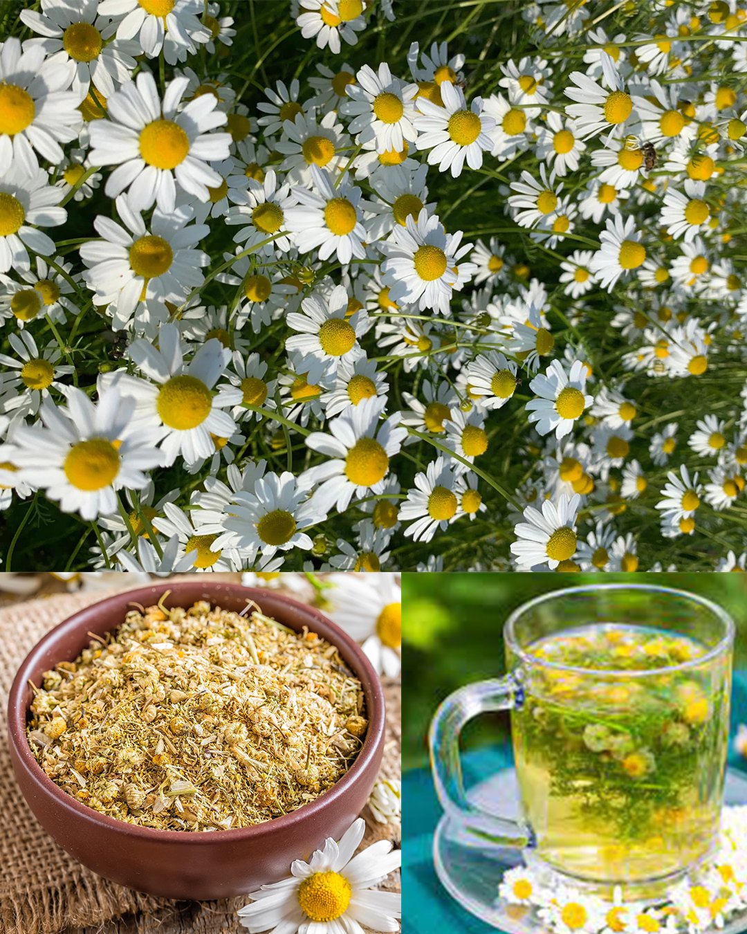 The Soothing Power of Chamomile: A Natural Remedy for Menstrual Cramps and More
