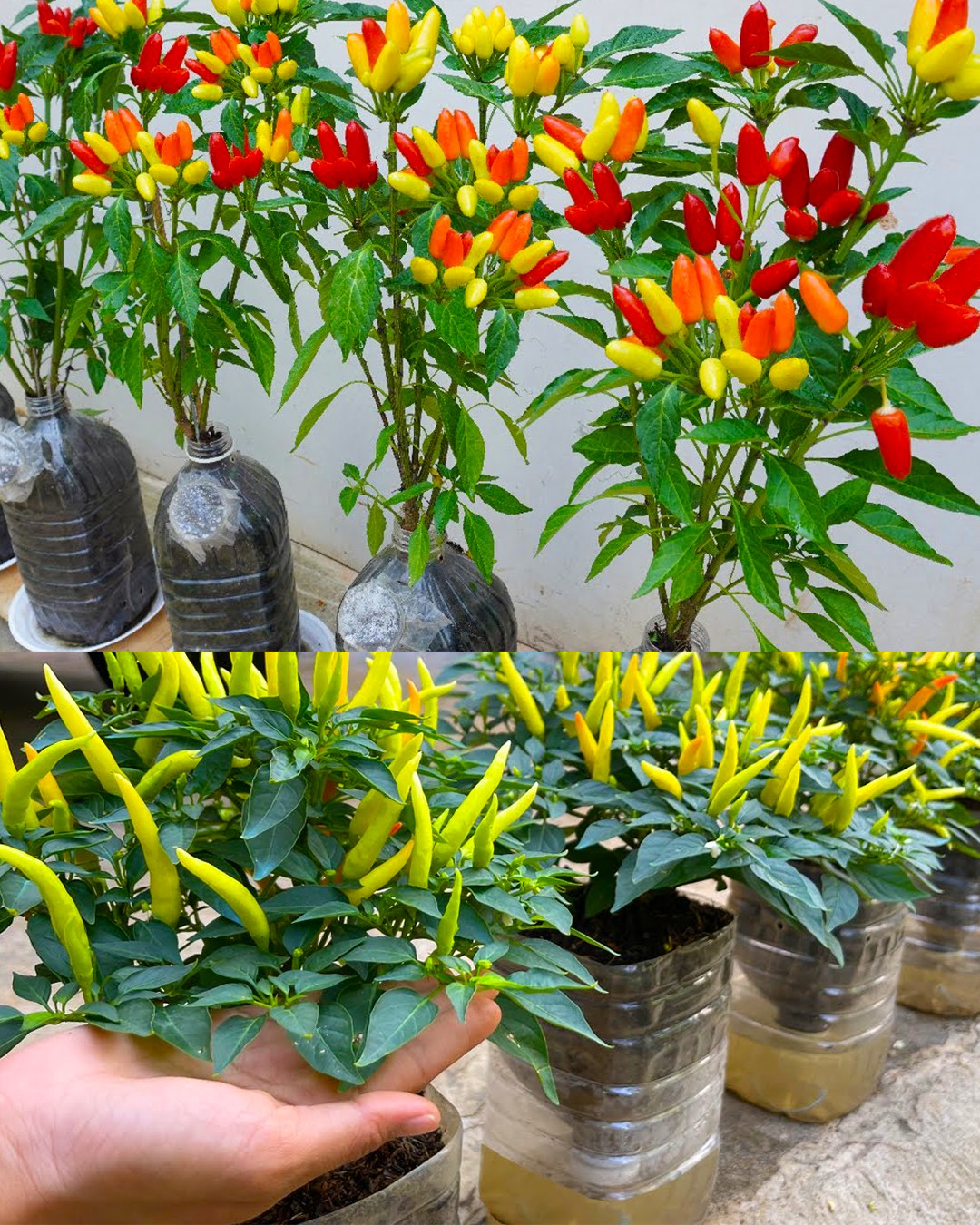Sustainable Gardening: Cultivating Peppers in Plastic Bottles