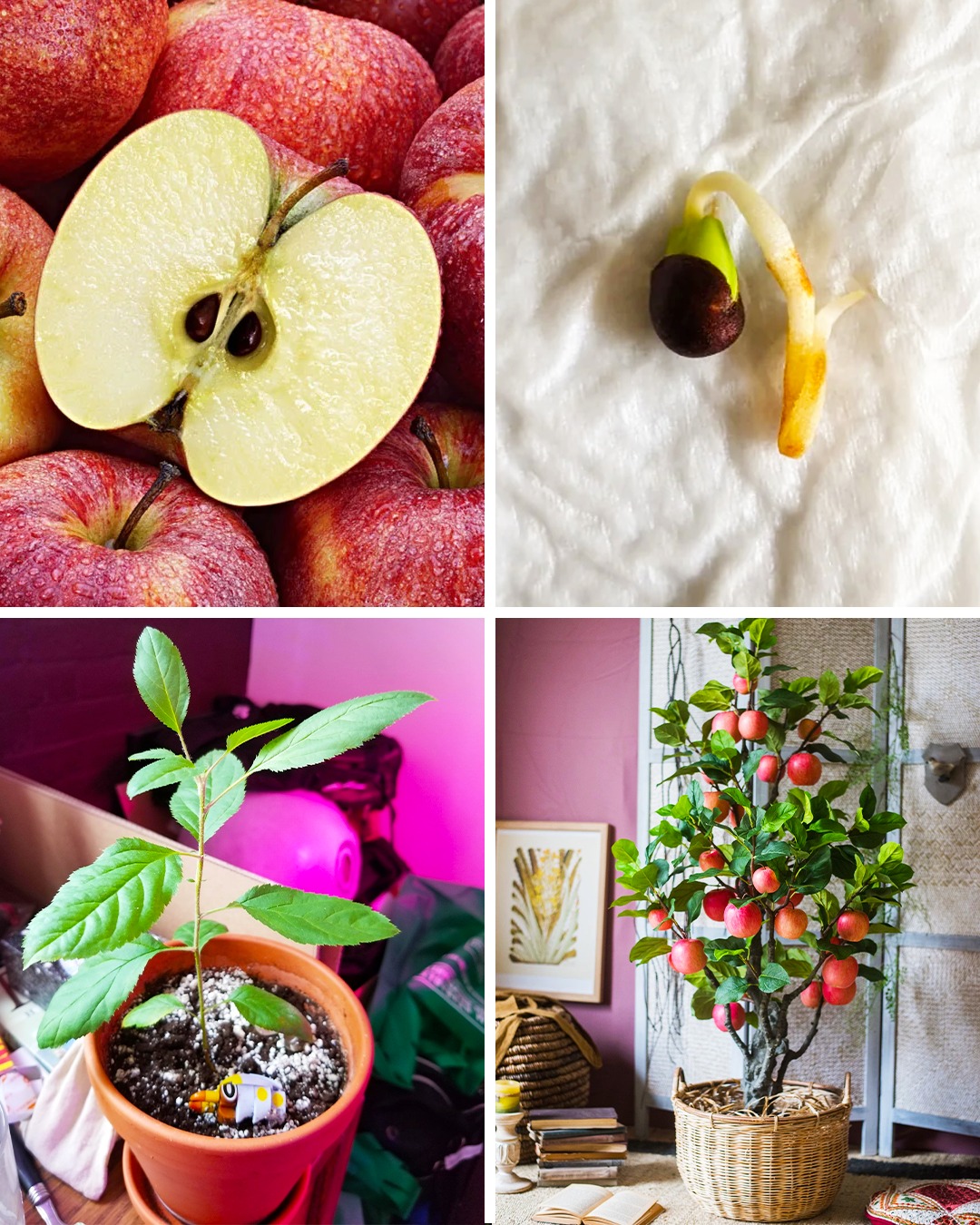 Here’s How to Grow an Apple Tree from Seeds to Enjoy Year-Round