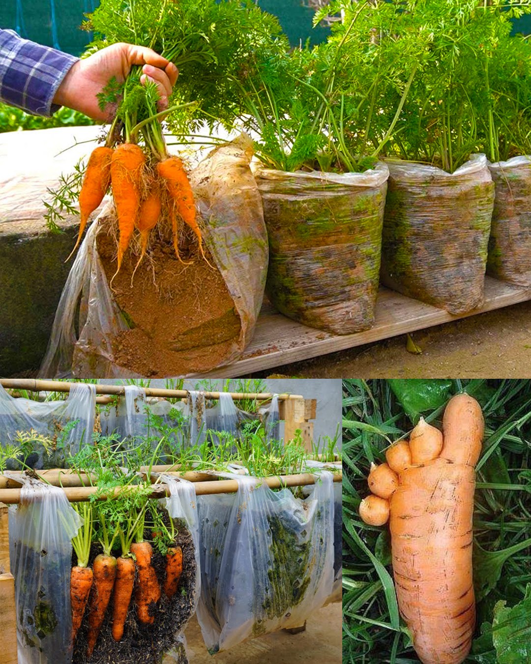 Growing Carrots at Home in Plastic Bags: A Simple and Space-Efficient Guide