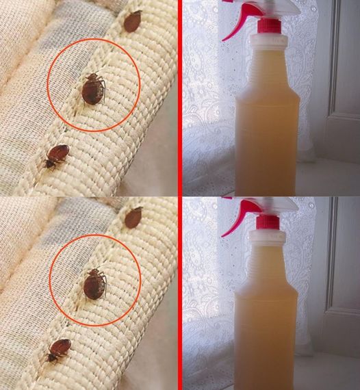 How to get rid of bed bugs from mattress