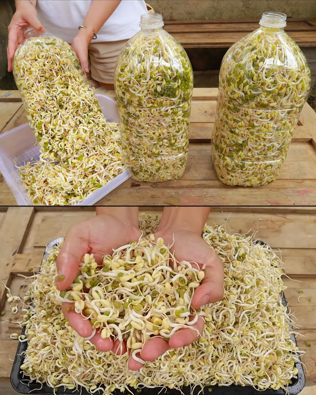 Creating Plump, White Bean Sprouts at Home using Plastic Bottles: A Simple Guide