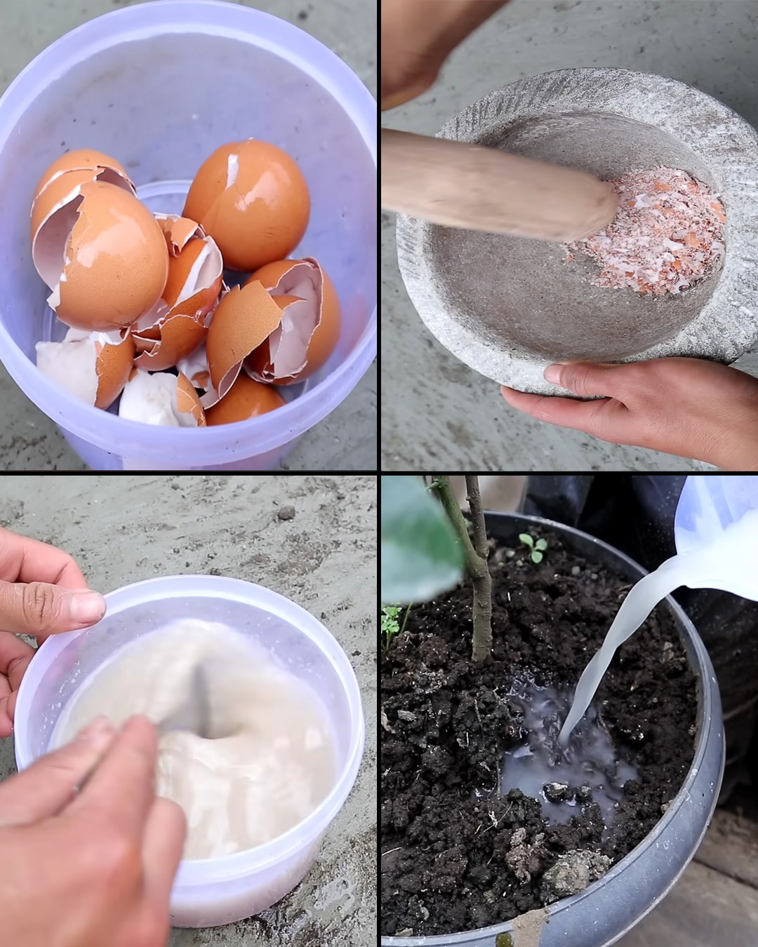 Never Throw Away Eggshells: Your Plants Will Thank You for This!