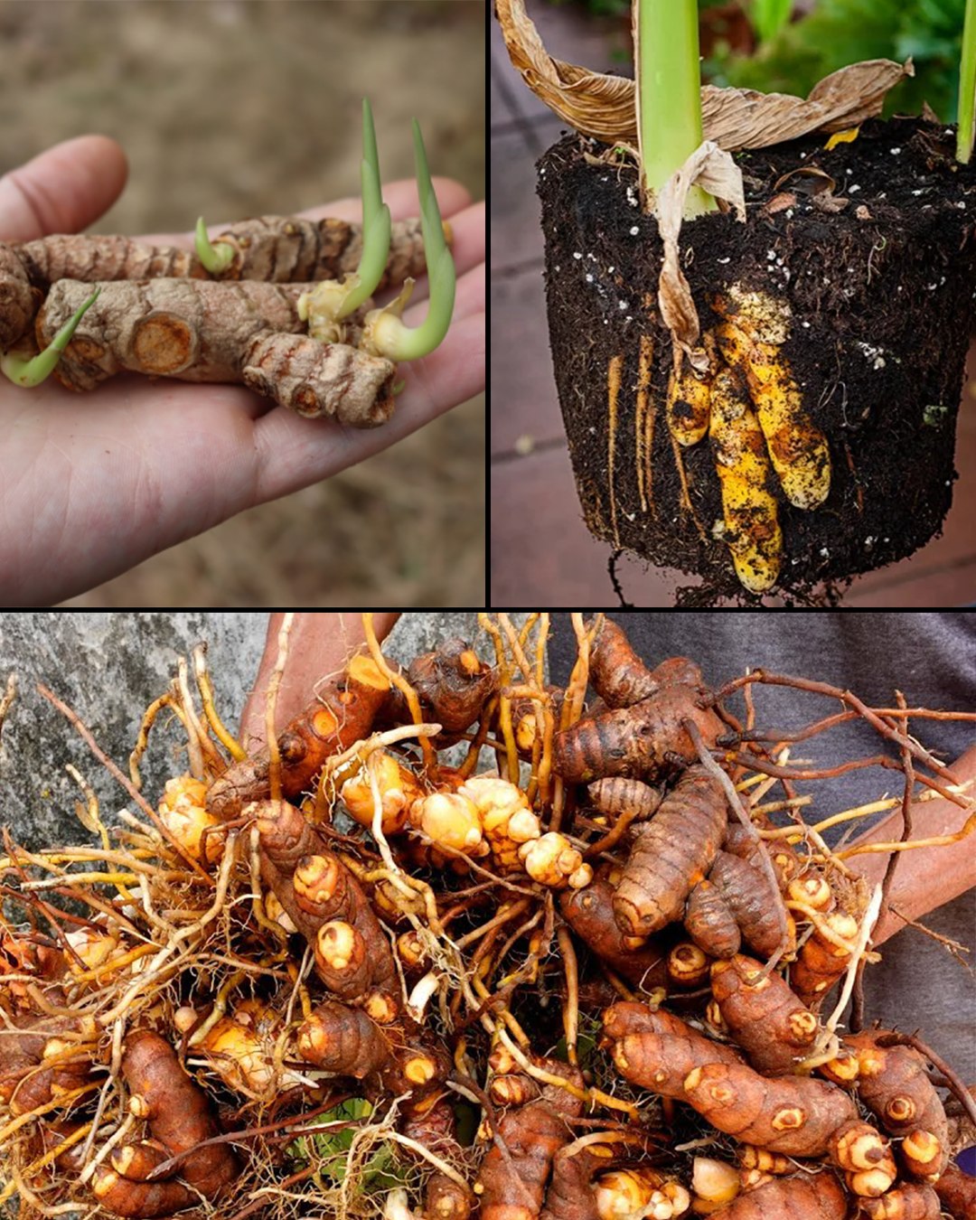How to Grow Turmeric at Home in Containers