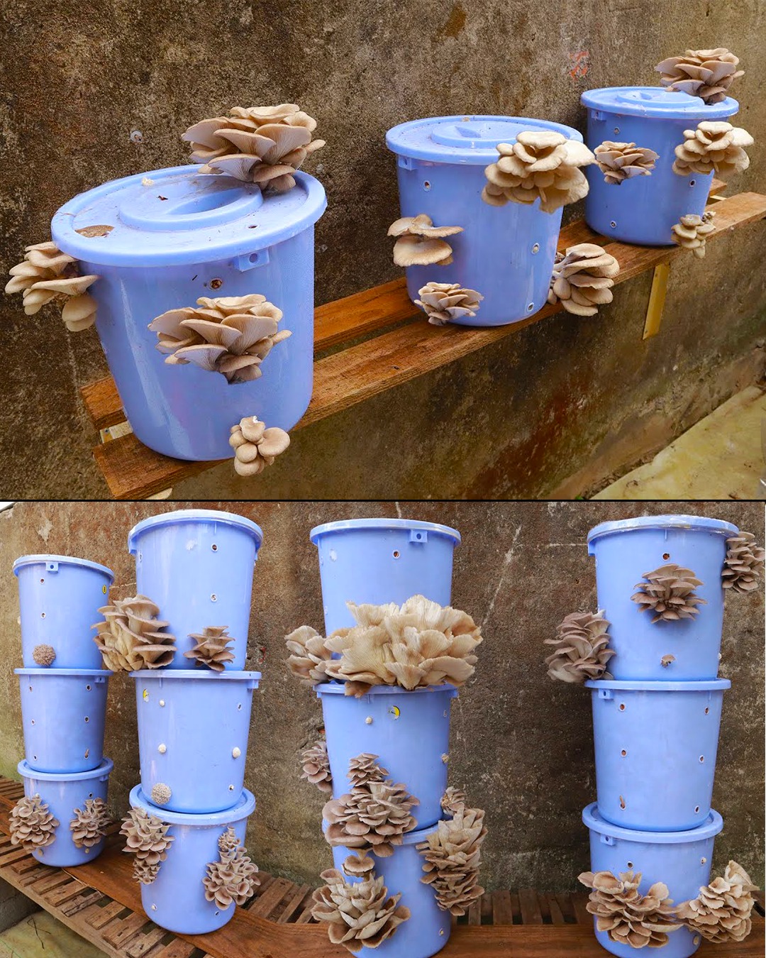How to Grow Mushrooms at Home in Buckets with Holes
